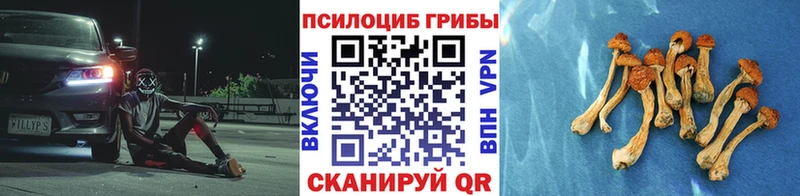 ссылка на мегу сайт  купить наркотик  Знаменск  Псилоцибиновые грибы Cubensis 